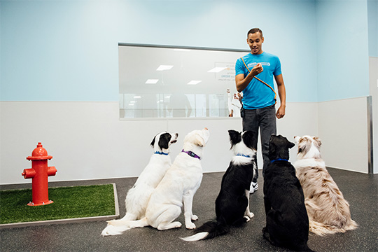 Dog Training Tips Collections Review